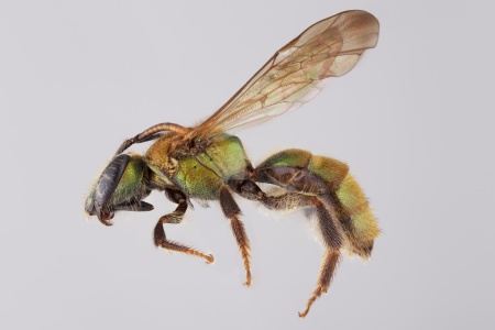 [Neocorynura female (lateral/side view) thumbnail]